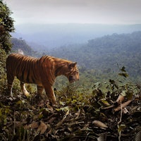 Look: These tigers are living shockingly close to humans — and thriving