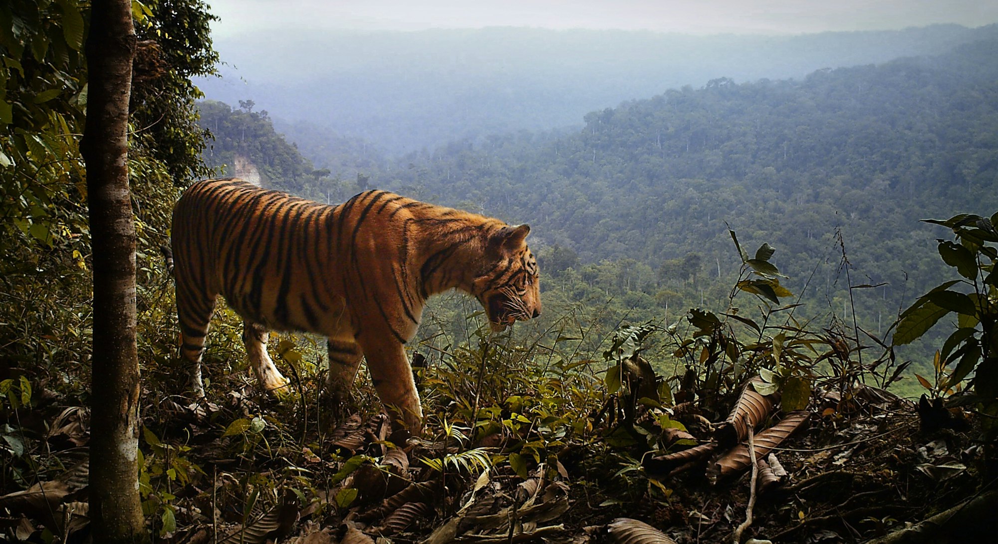 Sumatra tiger on the forest's edge.