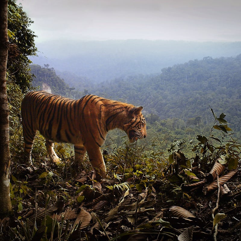 Sumatra tiger on the forest's edge.