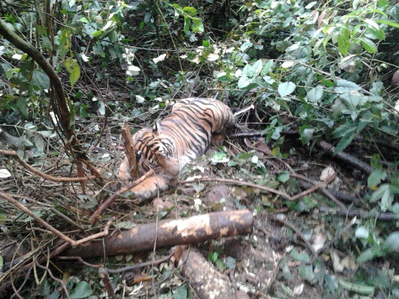 Sumatra tiger near humans
