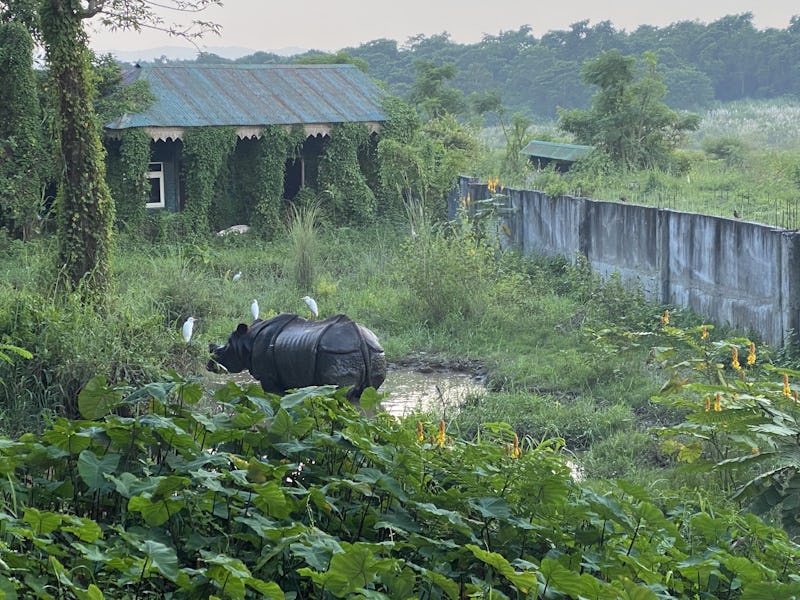 Nepal rhino near humans