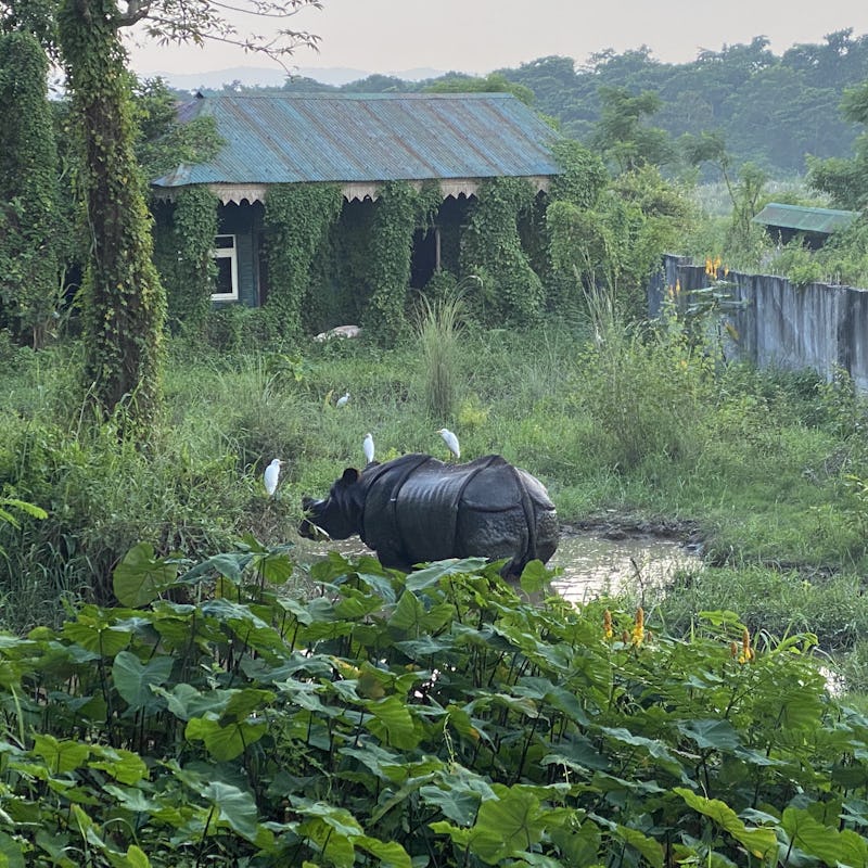 Nepal rhino near humans