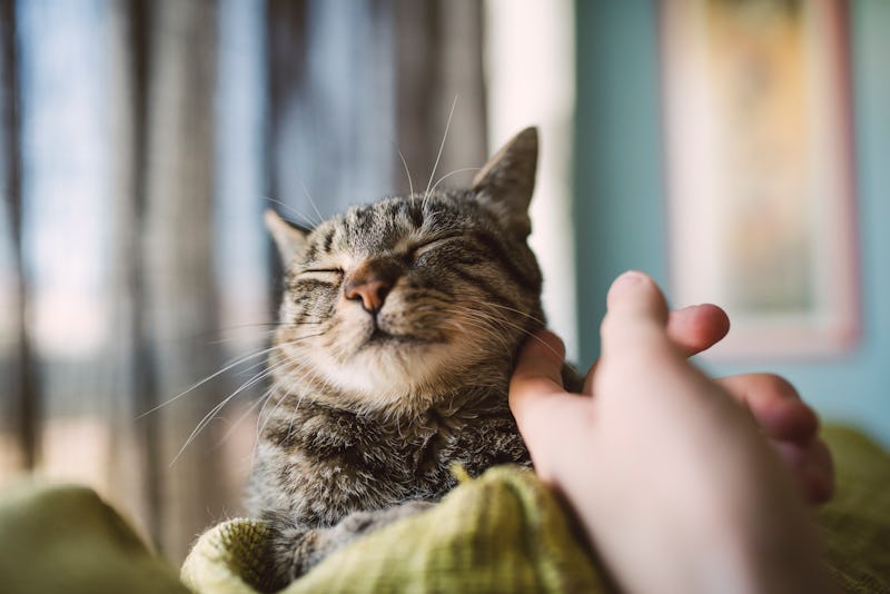 Man strokes fur of happy cat 