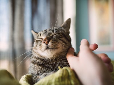 Man strokes fur of happy cat 