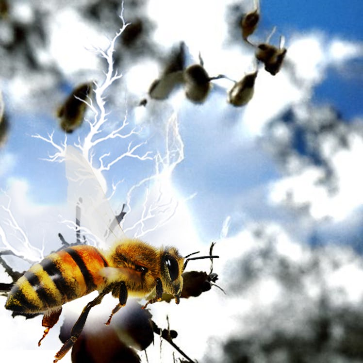 A graphic illustration of a honeybee’s electrical charge