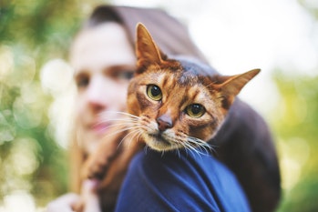 Cat perched on a young woman's shoulder while looking at the camera