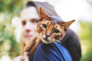 Cat perched on a young woman's shoulder while looking at the camera