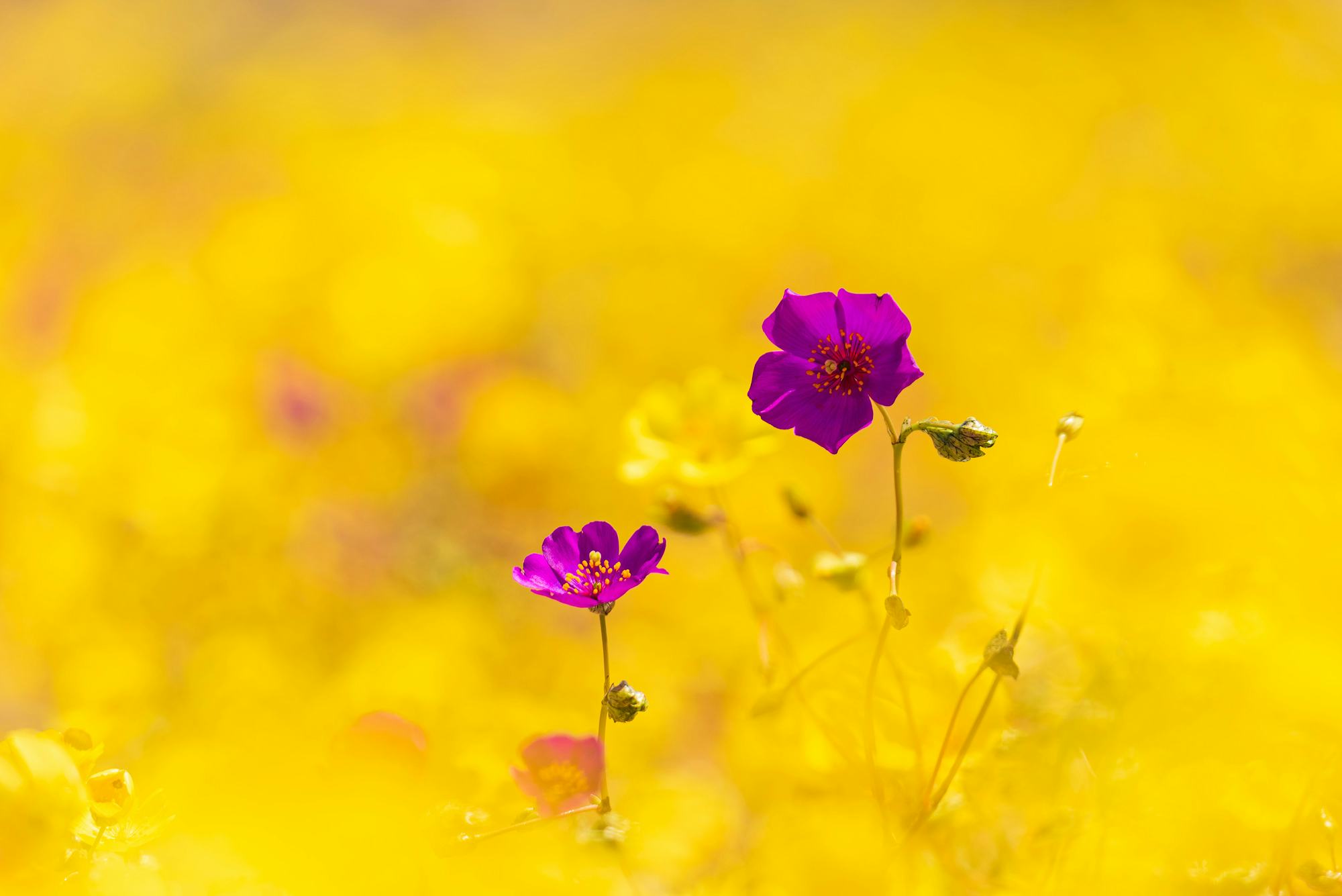 Taken during the 2021 'desierto florido' near Caldera, Chile. The purple flowers are Cistanthe longi...