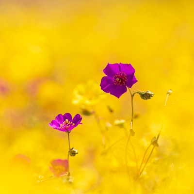 Taken during the 2021 'desierto florido' near Caldera, Chile. The purple flowers are Cistanthe longi...