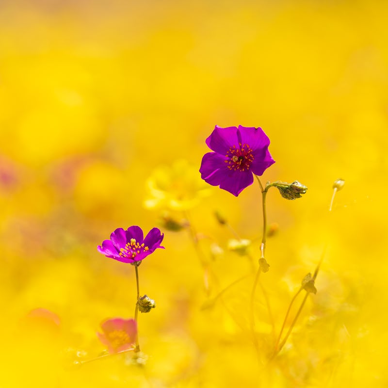 Taken during the 2021 'desierto florido' near Caldera, Chile. The purple flowers are Cistanthe longi...