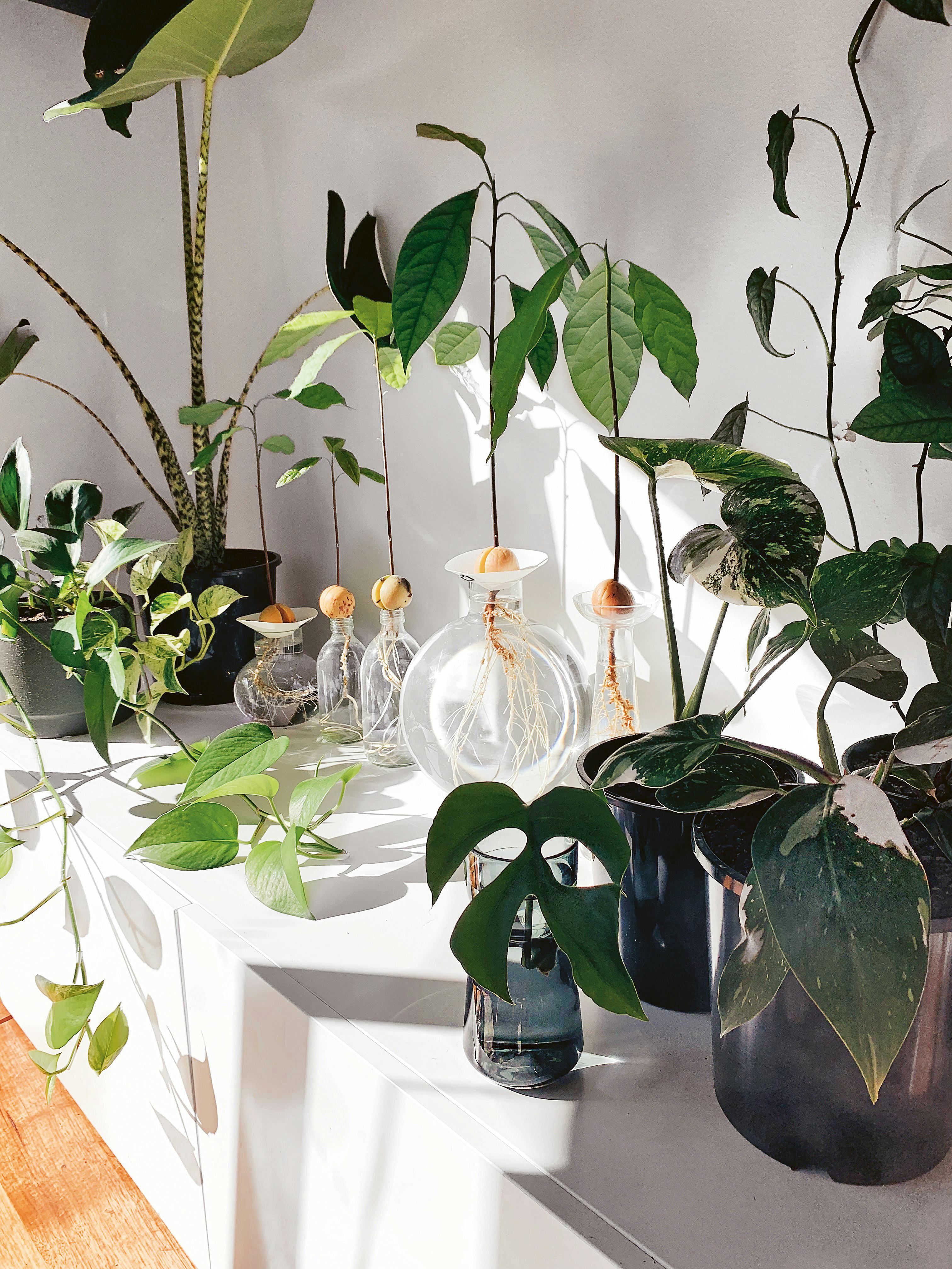 Unique Indoor Potted Plant Arrangement Ideas For 2022