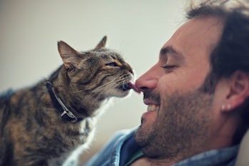 Cat licking man's nosee