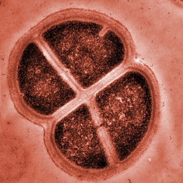 image of a bacteria with a thick cell wall and four quadrants