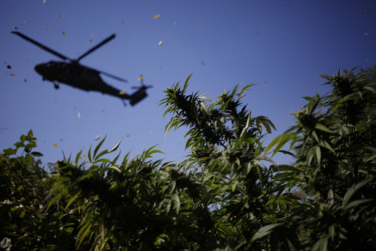 In the 1980s, when Reagan was ramping up the War on Drugs, he sent helicopters out looking for outdo...