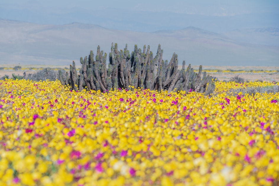 Desierto florido What causes these rare flower blooms in the world’s