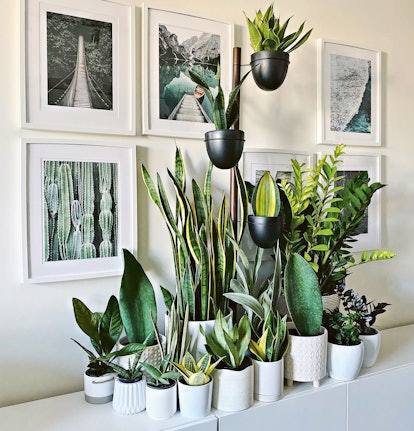 indoor potted plant arrangements