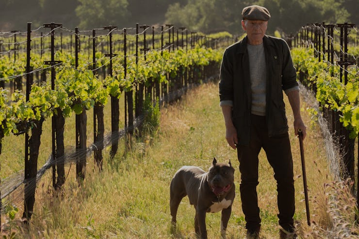 An older male person walking with a stick while a pitbull is standing next to him