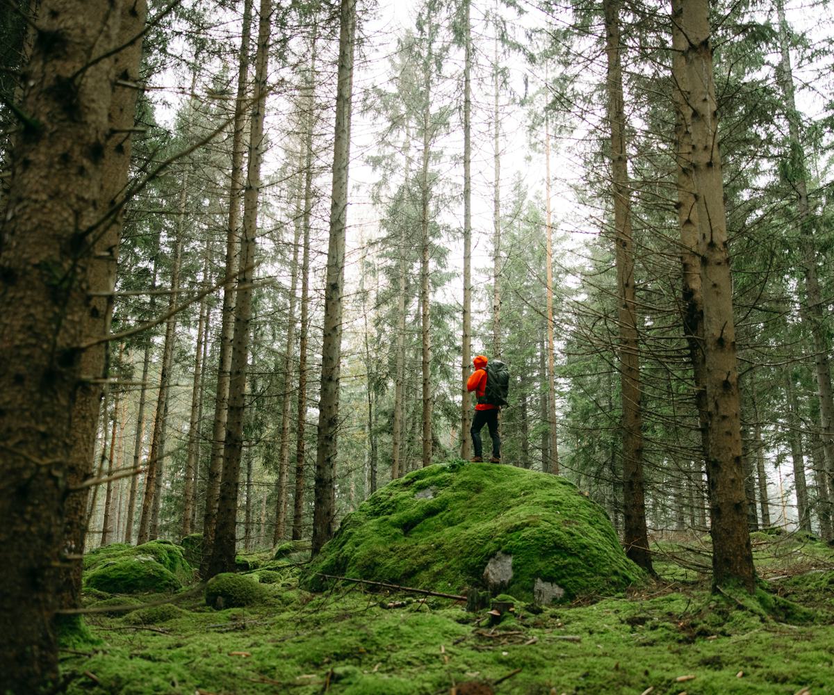 Man standing alone between the trees in the forest.