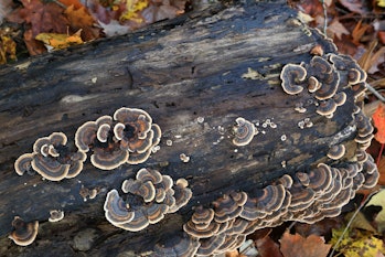 Fungi on rotting tree log