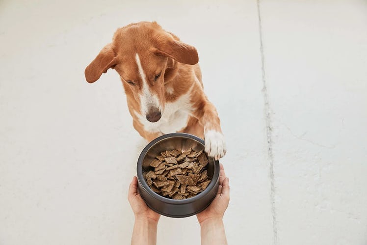 Get Your Dog's Personalized Food Plan