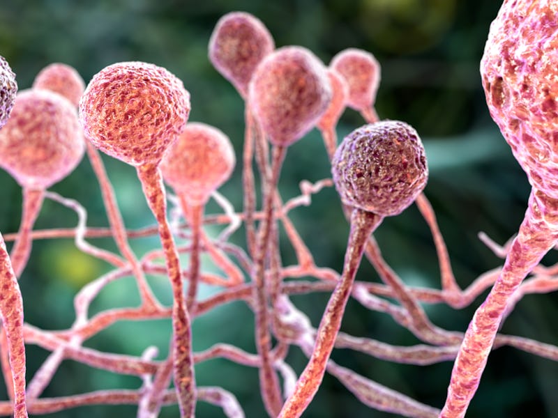 A zoomed in view if the Earth's microbiome