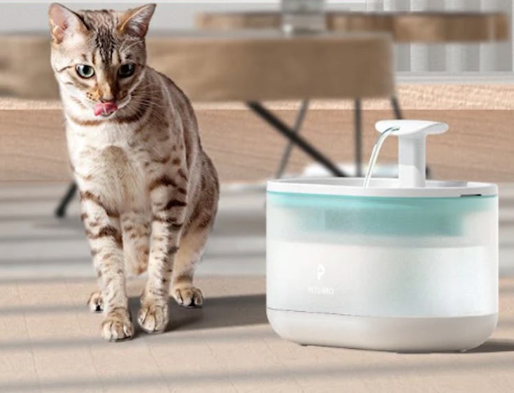 All Petlibro Water Fountains
