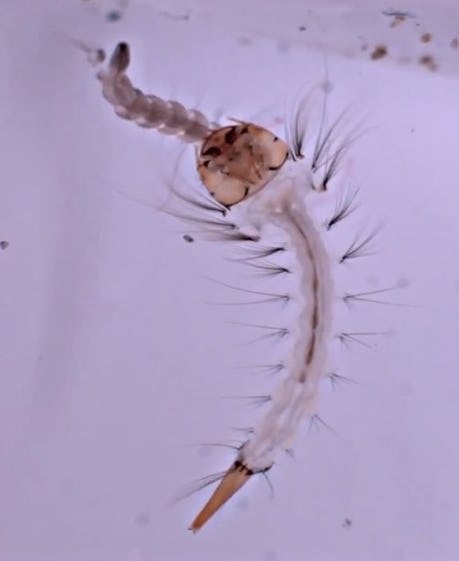 Wyeomyia smithii mosquito