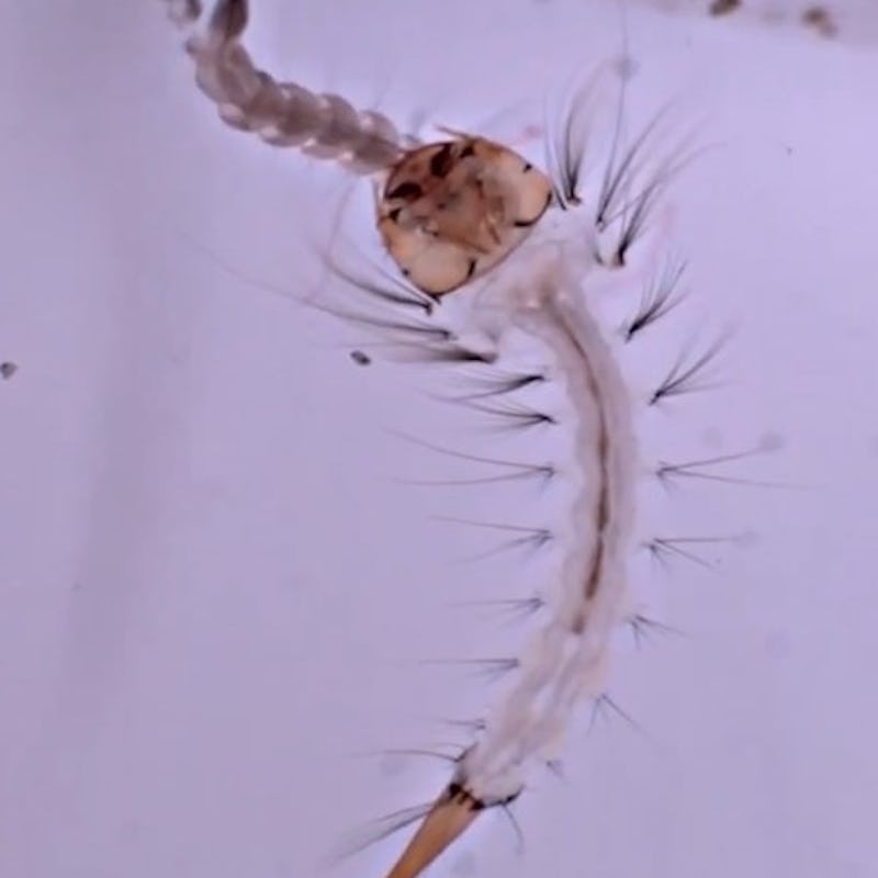Wyeomyia smithii mosquito