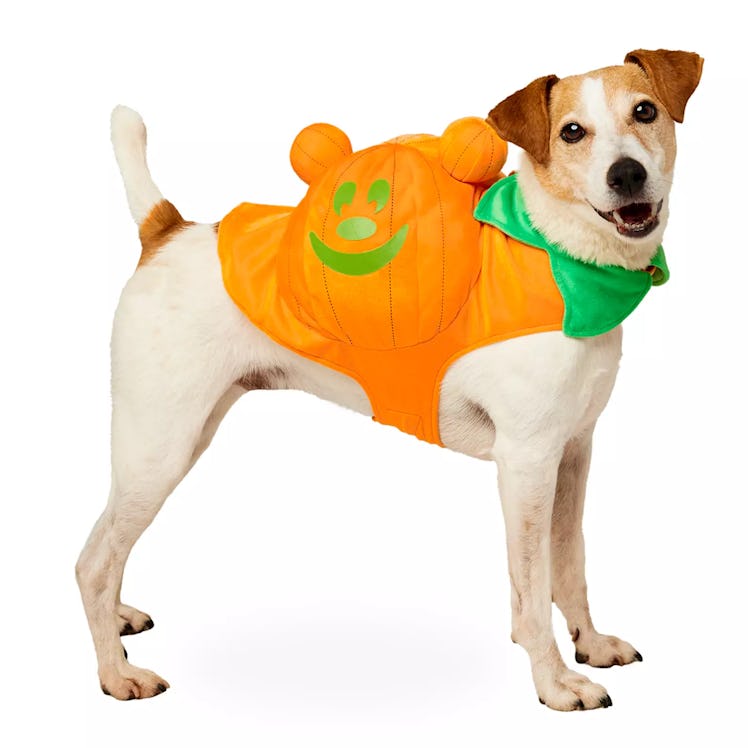 The 2022 Disney Halloween pet costumes includes a pumpkin costume. 