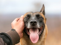 Outstretched hand petting happy dog with open mouth