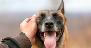Outstretched hand petting happy dog with open mouth