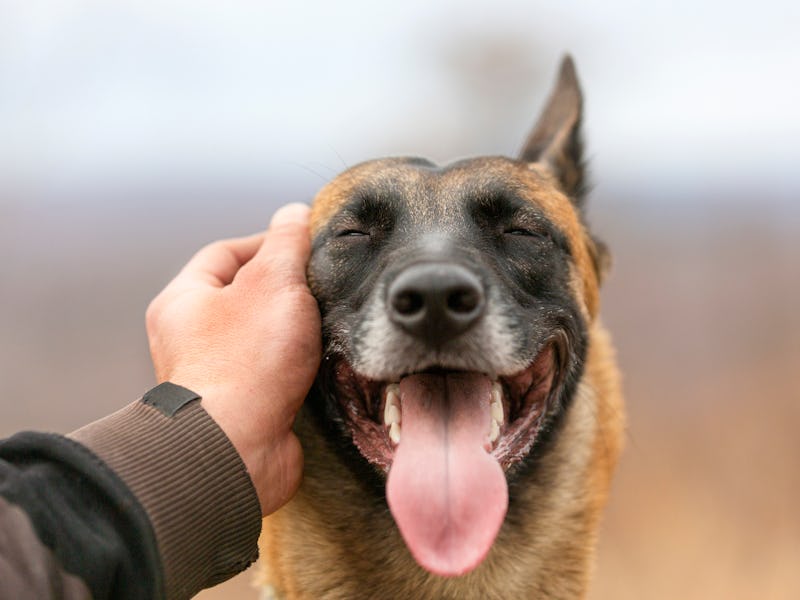 Outstretched hand petting happy dog with open mouth