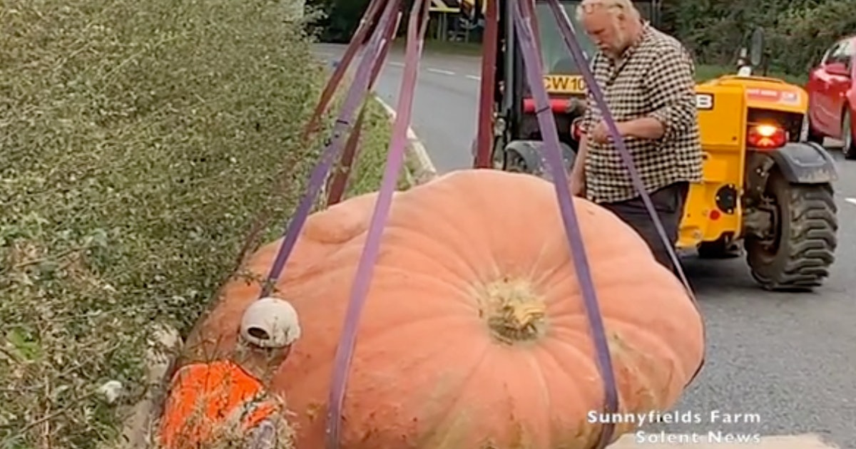 In Escape Attempt, Exceedingly Large U.K. Pumpkin Jumps Into Traffic