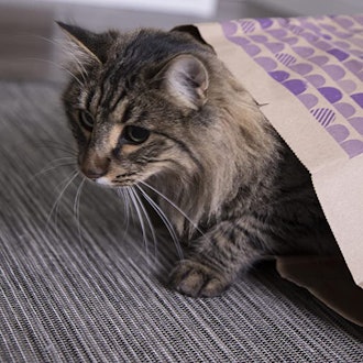 SmartyKat Catnip Caves Catnip Infused Bag Cat Toys (2-Pack)