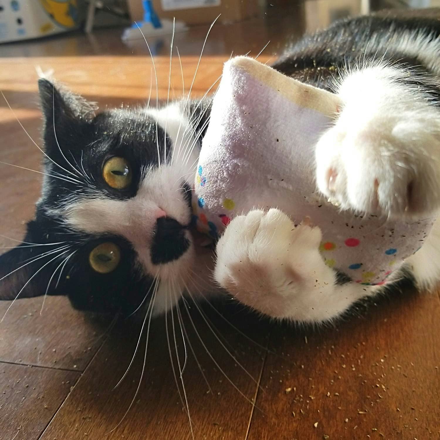 Meowijuana Organic Catnip Birthjays Bundle