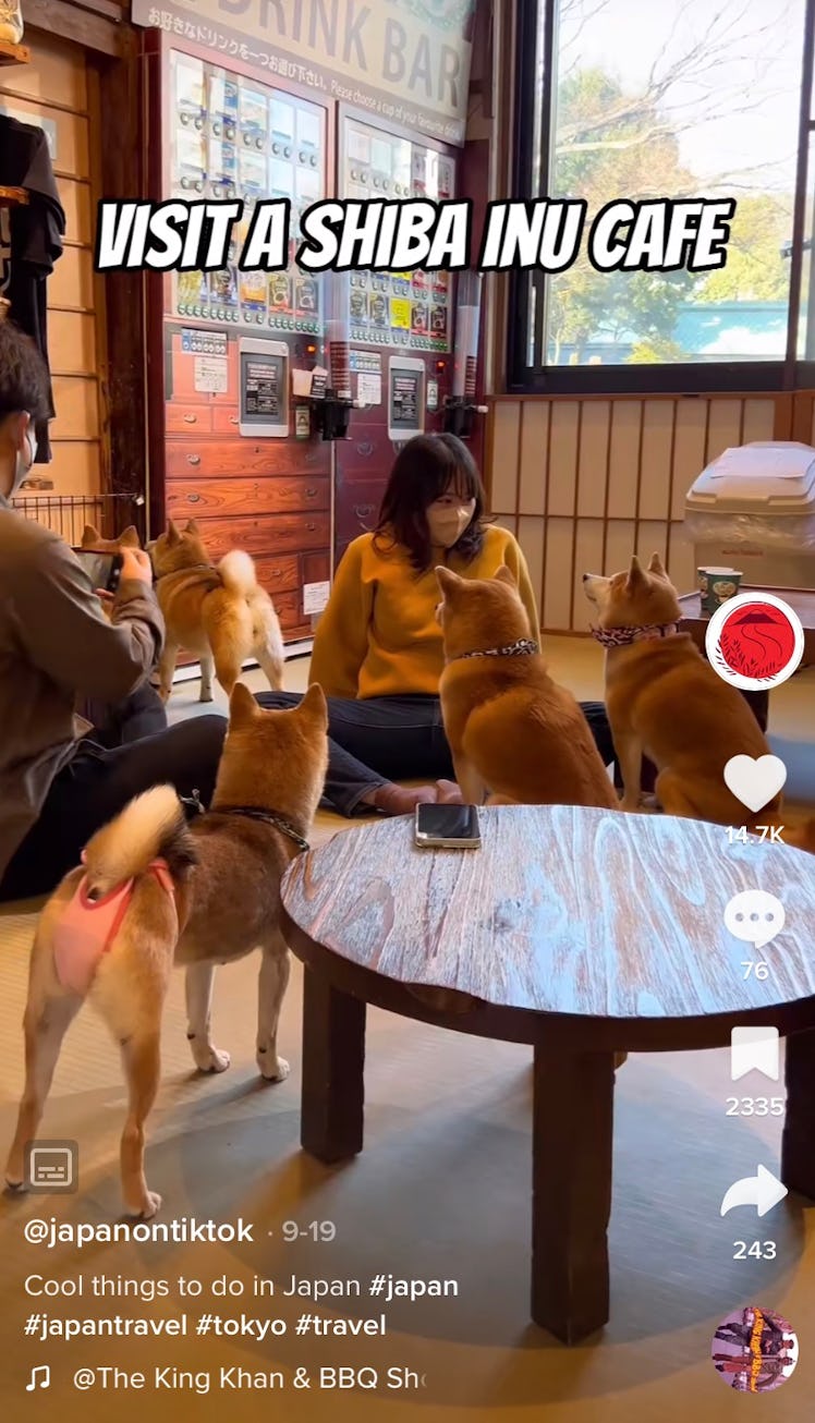 A TikToker shares the best things to do in Japan from TikTok, which includes a Shiba Inu cafe. 