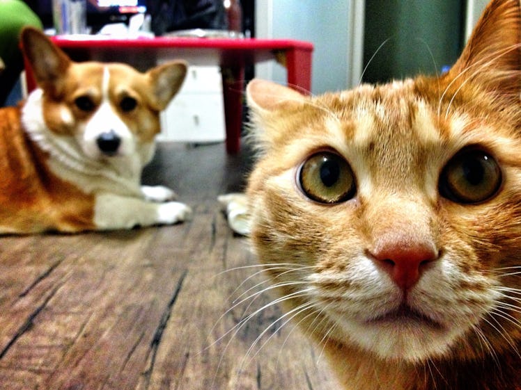 Cat and dog staring at the camera