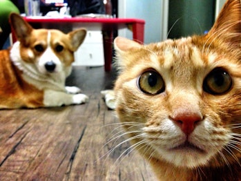 Cat and dog staring at the camera