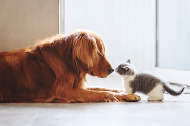Cat and dog greeting each other by the nose