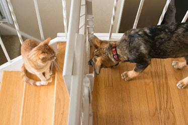 Cat and dog look at each other through a baby gate.