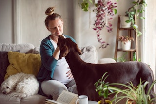 Can Dogs Sense Pregnancy? Your Pup's More Perceptive Than You Think