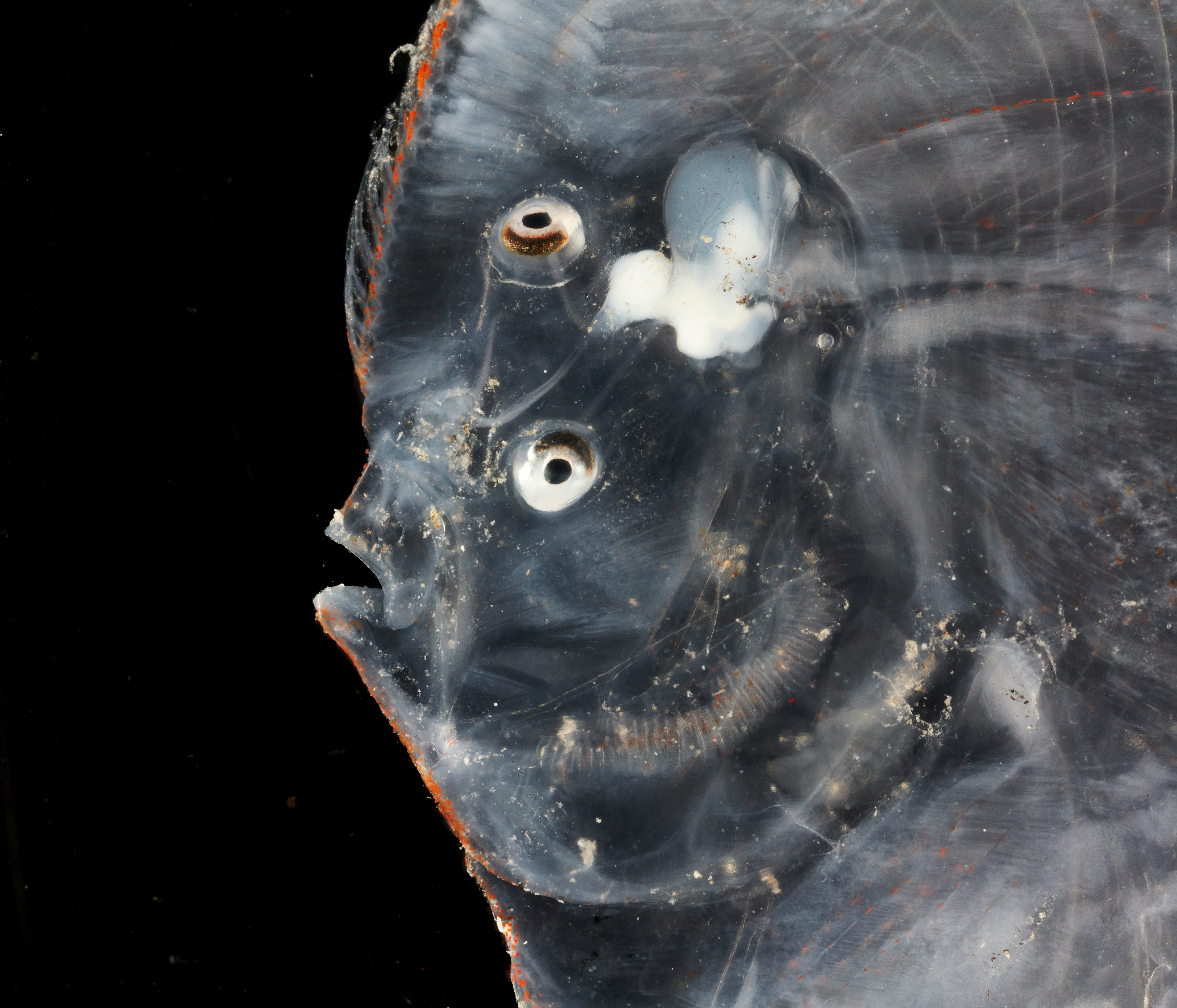 Up close portrait of a flatfish, which is round and boasts two eyes on the same side of its head and...