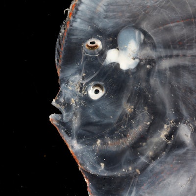 Up close portrait of a flatfish, which is round and boasts two eyes on the same side of its head and...