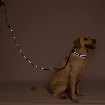 Blazin' LED Flashing Dog Leash