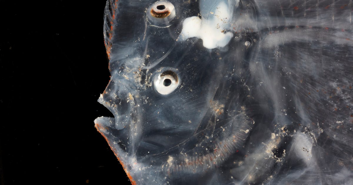 Transparent eels and fanged fish: 10 deep-sea monsters captured in a
