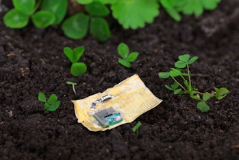 An image of the sensor board with mushroom skin.