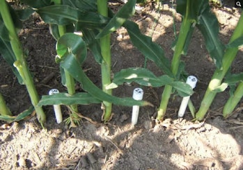 An image of sensors in a cornfield.