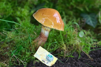 An image of the mushroom-based electronics skin and a mushroom against grass.