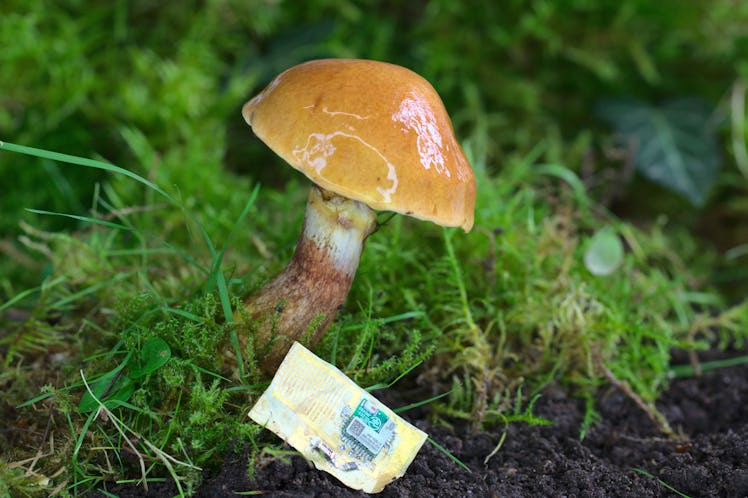 An image of the mushroom-based electronics skin and a mushroom against grass.