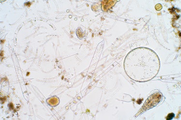 Marine phytoplankton close-up